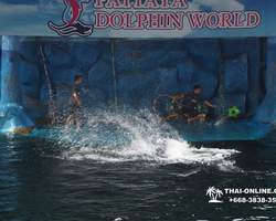 Pattaya Dolphin World show & swim with dolphins in Thailand photo 127