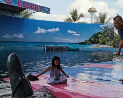 Pattaya Dolphin World show & swim with dolphins in Thailand photo 131