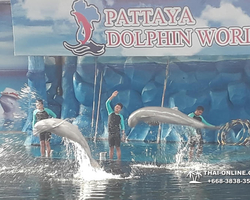 Pattaya Dolphin World show & swim with dolphins in Thailand photo 115
