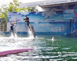 Pattaya Dolphin World show & swim with dolphins in Thailand photo 20