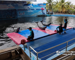 Pattaya Dolphin World show & swim with dolphins in Thailand photo 32