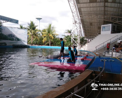 Pattaya Dolphin World show & swim with dolphins in Thailand photo 107