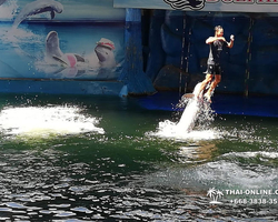 Pattaya Dolphin World show & swim with dolphins in Thailand photo 26