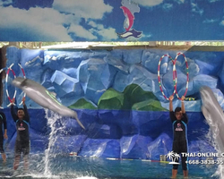 Pattaya Dolphin World show & swim with dolphins in Thailand photo 125