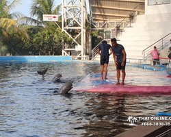 Pattaya Dolphin World show & swim with dolphins in Thailand photo 25
