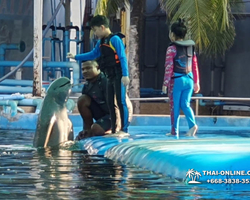 Pattaya Dolphin World show & swim with dolphins in Thailand photo 111