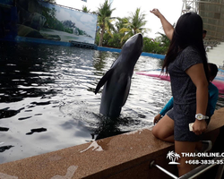 Pattaya Dolphin World show & swim with dolphins in Thailand photo 103