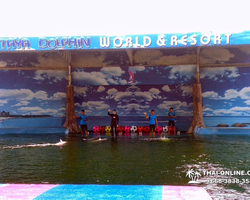 Pattaya Dolphin World show & swim with dolphins in Thailand photo 92
