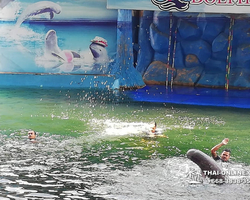Pattaya Dolphin World show & swim with dolphins in Thailand photo 12