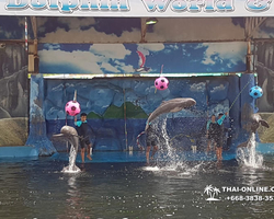 Pattaya Dolphin World show & swim with dolphins in Thailand photo 81