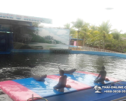 Pattaya Dolphin World show & swim with dolphins in Thailand photo 195