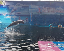 Pattaya Dolphin World show & swim with dolphins in Thailand photo 114