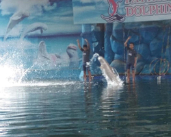 Pattaya Dolphin World show & swim with dolphins in Thailand photo 197