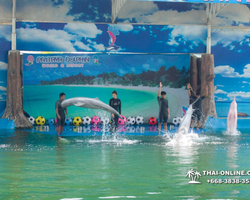 Pattaya Dolphin World show & swim with dolphins in Thailand photo 113