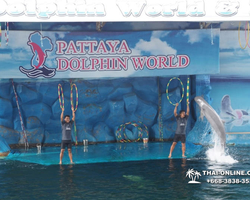 Pattaya Dolphin World show & swim with dolphins in Thailand photo 132