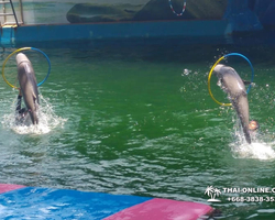 Pattaya Dolphin World show & swim with dolphins in Thailand photo 145