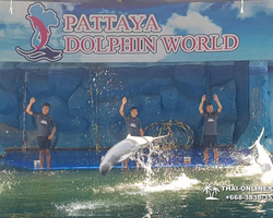 Pattaya Dolphin World show & swim with dolphins in Thailand photo 90