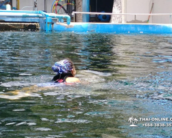 Pattaya Dolphin World show & swim with dolphins in Thailand photo 31