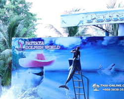Pattaya Dolphin World show & swim with dolphins in Thailand photo 28