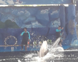 Pattaya Dolphin World show & swim with dolphins in Thailand photo 213