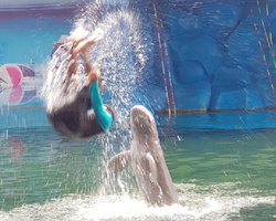 Pattaya Dolphin World show & swim with dolphins in Thailand photo 98