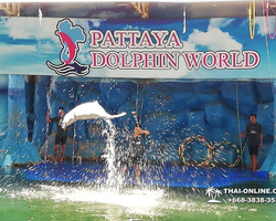 Pattaya Dolphin World show & swim with dolphins in Thailand photo 11