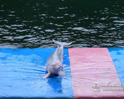 Pattaya Dolphin World show & swim with dolphins in Thailand photo 80