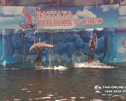 Pattaya Dolphin World show & swim with dolphins in Thailand photo 133