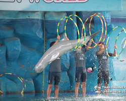 Pattaya Dolphin World show & swim with dolphins in Thailand photo 121