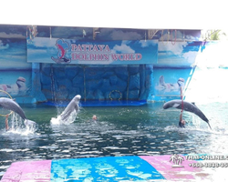 Pattaya Dolphin World show & swim with dolphins in Thailand photo 137