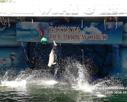 Pattaya Dolphin World show & swim with dolphins in Thailand photo 23