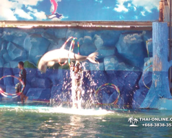 Pattaya Dolphin World show & swim with dolphins in Thailand photo 128