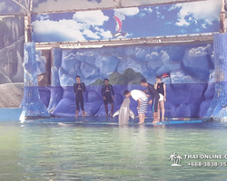 Pattaya Dolphin World show & swim with dolphins in Thailand photo 120