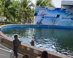 Pattaya Dolphin World show & swim with dolphins in Thailand photo 109