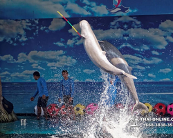 Pattaya Dolphin World show & swim with dolphins in Thailand photo 36