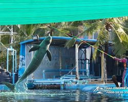 Pattaya Dolphin World show & swim with dolphins in Thailand photo 19