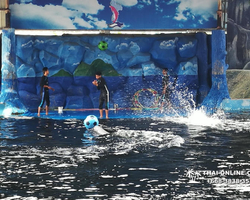 Pattaya Dolphin World show & swim with dolphins in Thailand photo 9