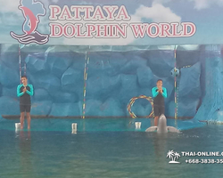 Pattaya Dolphin World show & swim with dolphins in Thailand photo 210