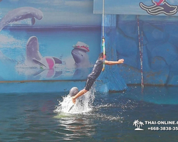 Pattaya Dolphin World show & swim with dolphins in Thailand photo 206