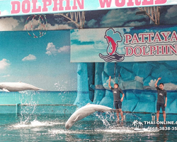 Pattaya Dolphin World show & swim with dolphins in Thailand photo 13