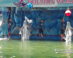 Pattaya Dolphin World show & swim with dolphins in Thailand photo 136