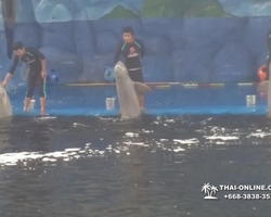 Pattaya Dolphin World show & swim with dolphins in Thailand photo 220
