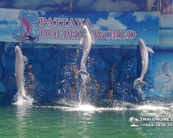 Pattaya Dolphin World show & swim with dolphins in Thailand photo 129