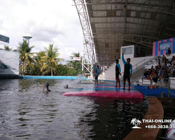 Pattaya Dolphin World show & swim with dolphins in Thailand photo 97