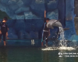 Pattaya Dolphin World show & swim with dolphins in Thailand photo 219