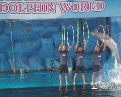 Pattaya Dolphin World show & swim with dolphins in Thailand photo 95