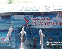 Pattaya Dolphin World show & swim with dolphins in Thailand photo 110