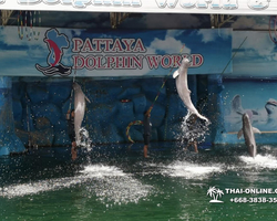 Pattaya Dolphin World show & swim with dolphins in Thailand photo 89
