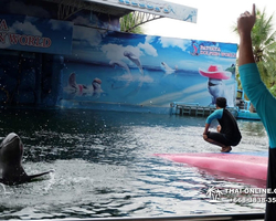 Pattaya Dolphin World show & swim with dolphins in Thailand photo 88