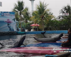 Pattaya Dolphin World show & swim with dolphins in Thailand photo 124